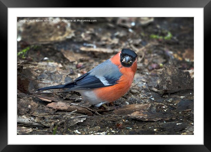 Male Bullfinch looking at camera with food in beak Framed Mounted Print by Kevin White