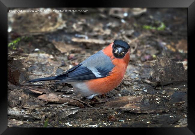 Male Bullfinch looking at camera with food in beak Framed Print by Kevin White