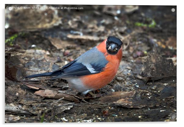 Male Bullfinch looking at camera with food in beak Acrylic by Kevin White