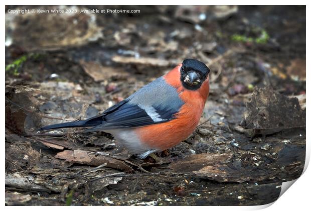 Male Bullfinch looking at camera with food in beak Print by Kevin White