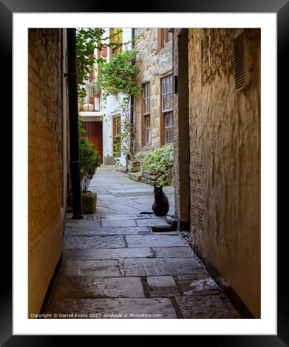Black cat on guard Framed Mounted Print by Darrell Evans