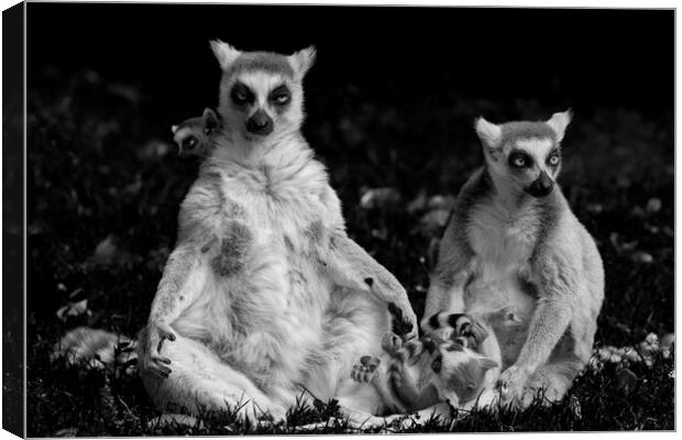 Lemur Catta Family Canvas Print by Artur Bogacki