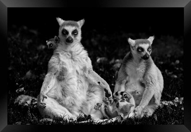Lemur Catta Family Framed Print by Artur Bogacki