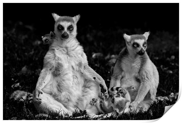Lemur Catta Family Print by Artur Bogacki