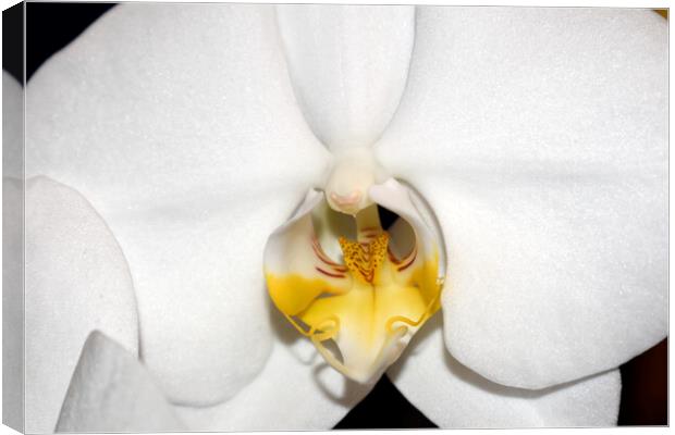 Orchid flower close-up Canvas Print by Theo Spanellis