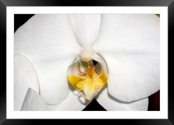 Orchid flower close-up Framed Mounted Print by Theo Spanellis