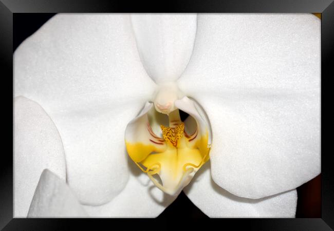 Orchid flower close-up Framed Print by Theo Spanellis