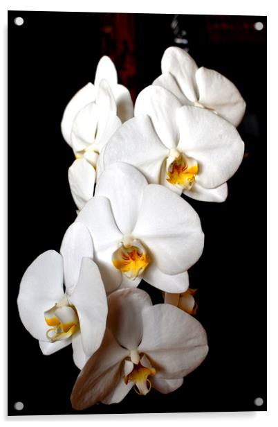 Orchid white flowers Acrylic by Theo Spanellis