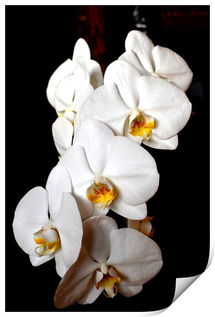 Orchid white flowers Print by Theo Spanellis