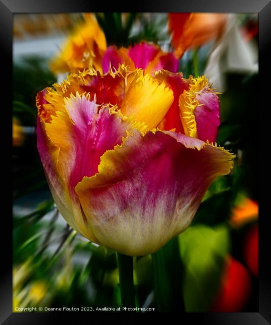 Fiery Tulip Blaze Framed Print by Deanne Flouton
