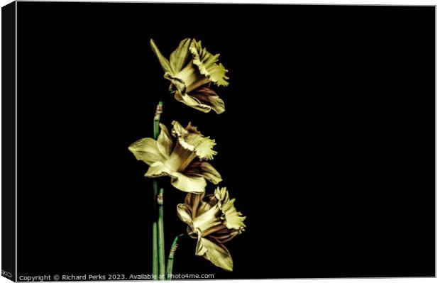 Daffodils - Stylized Canvas Print by Richard Perks