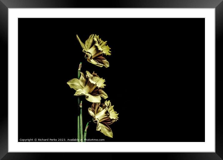 Daffodils - Stylized Framed Mounted Print by Richard Perks