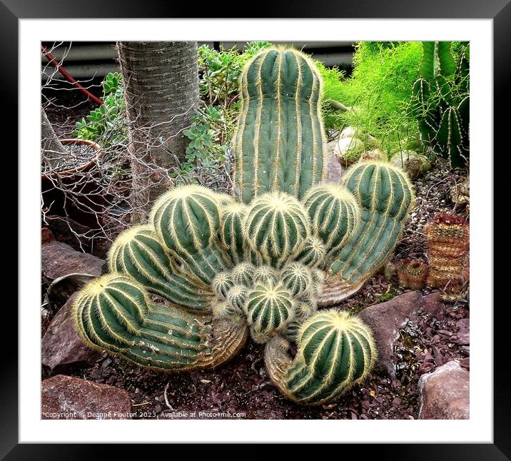 Rugged Beauty in a Cactus Clan Framed Mounted Print by Deanne Flouton