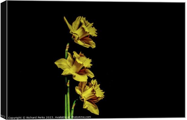 Yellow Daffodils Canvas Print by Richard Perks