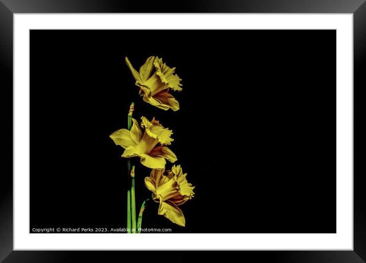 Yellow Daffodils Framed Mounted Print by Richard Perks