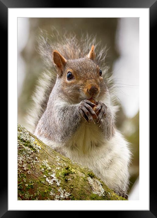 Grey Squirrel Eating a Nut Framed Mounted Print by Phil Clements