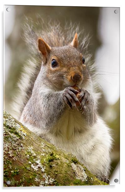 Grey Squirrel Eating a Nut Acrylic by Phil Clements