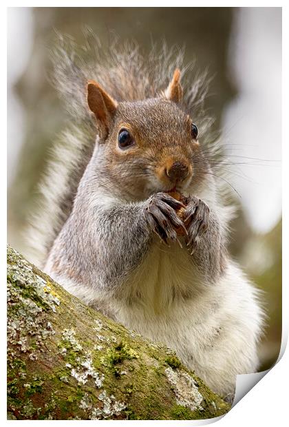 Grey Squirrel Eating a Nut Print by Phil Clements