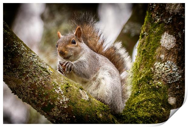 Grey Squirrel on a Tree Branch Print by Phil Clements