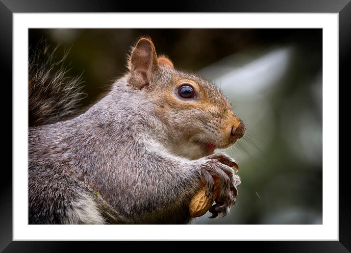 Grey Squirrel Close Up Framed Mounted Print by Phil Clements