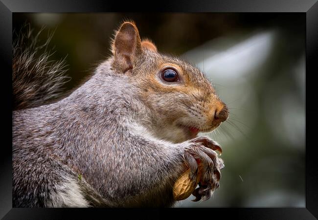 Grey Squirrel Close Up Framed Print by Phil Clements