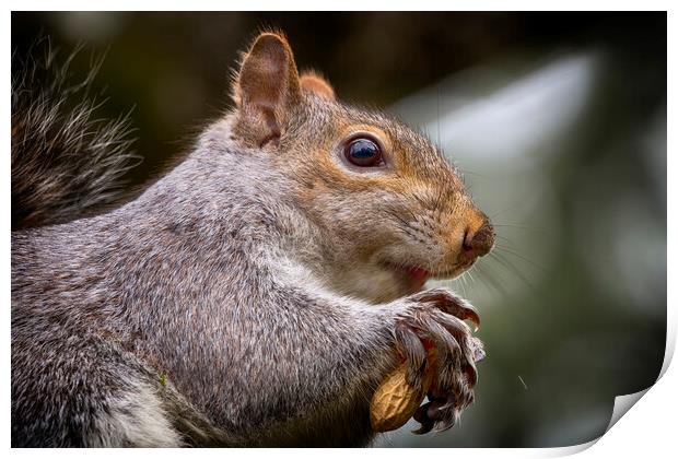 Grey Squirrel Close Up Print by Phil Clements