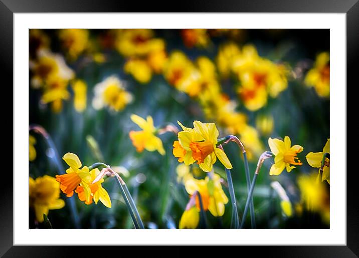 Yellow Daffodils Framed Mounted Print by Phil Clements