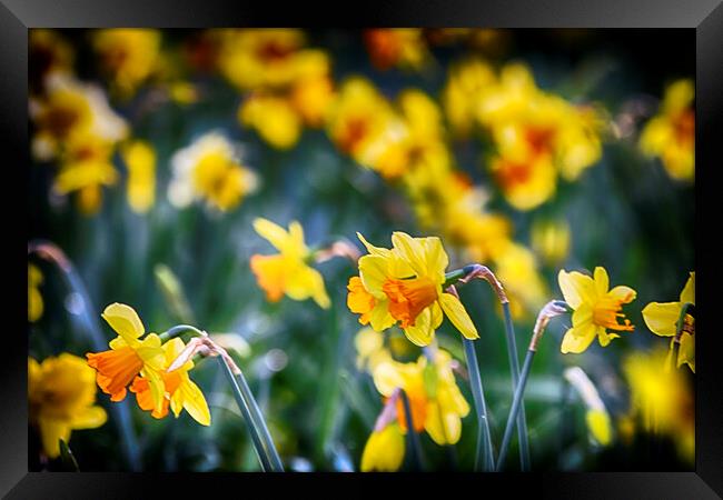 Yellow Daffodils Framed Print by Phil Clements