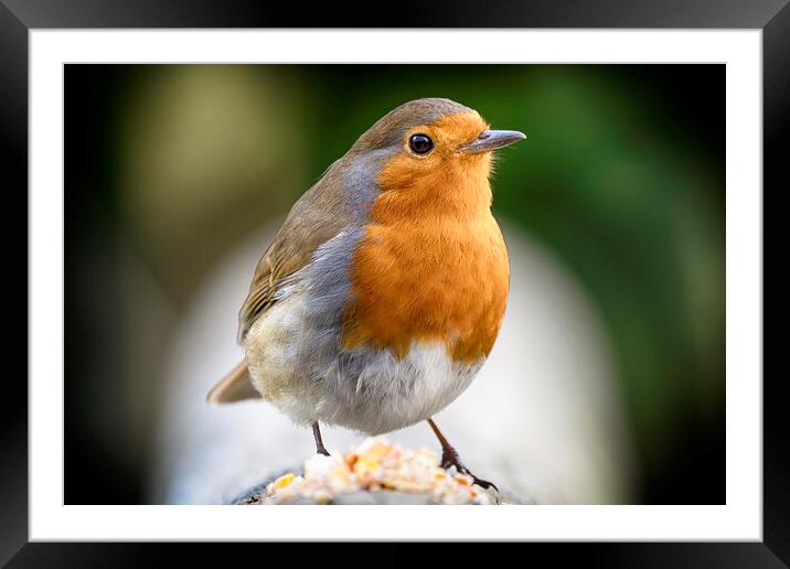 Robin Red Breast Framed Mounted Print by Phil Clements