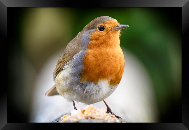 Robin Red Breast Framed Print by Phil Clements