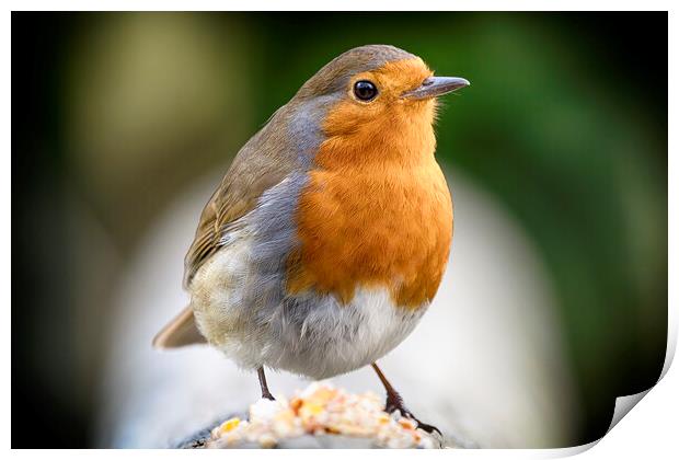 Robin Red Breast Print by Phil Clements