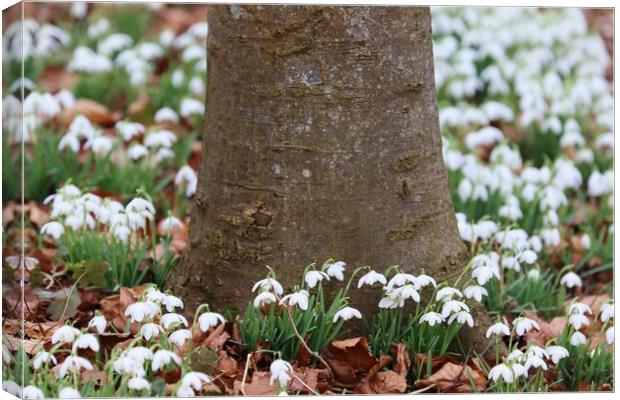 Snowdrops around a tree trunk Canvas Print by Susan Snow