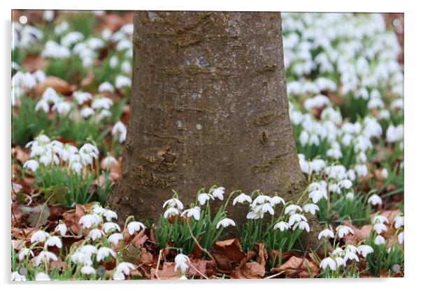 Snowdrops around a tree trunk Acrylic by Susan Snow