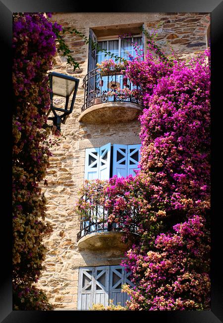 A Burst of Colored flowers in Bormes Les Mimosas Framed Print by youri Mahieu