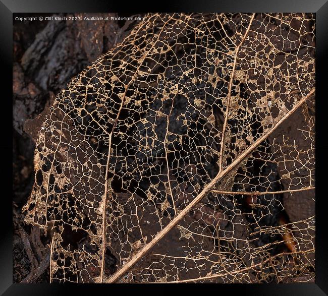 Leaf decay abstract Framed Print by Cliff Kinch