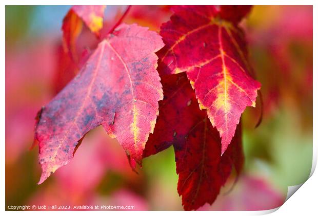 Plant leaves Print by Bob Hall