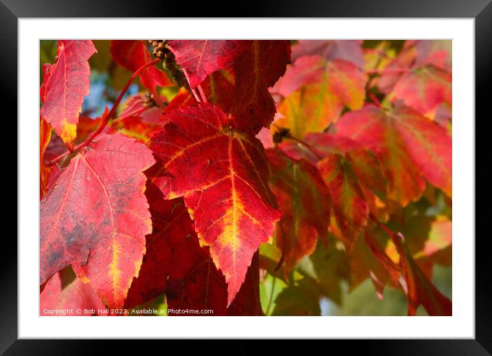 Plant leaves Framed Mounted Print by Bob Hall