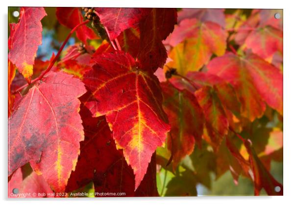 Plant leaves Acrylic by Bob Hall