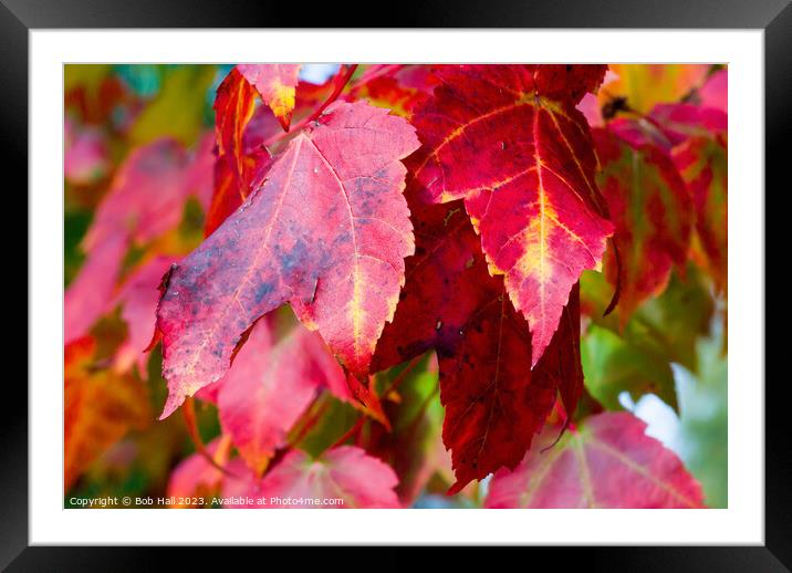Plant leaves Framed Mounted Print by Bob Hall
