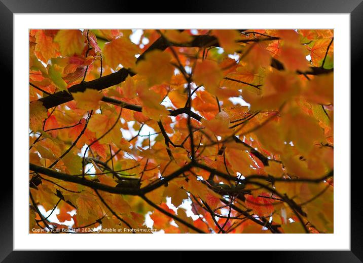 In the tree abstract shape Framed Mounted Print by Bob Hall
