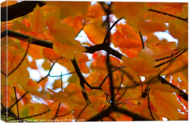 Zoomed in Autumn Canvas Print by Bob Hall