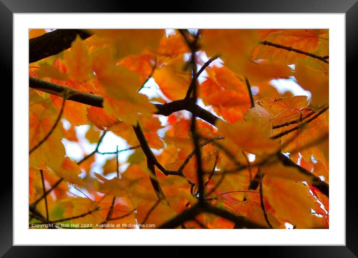 Zoomed in Autumn Framed Mounted Print by Bob Hall