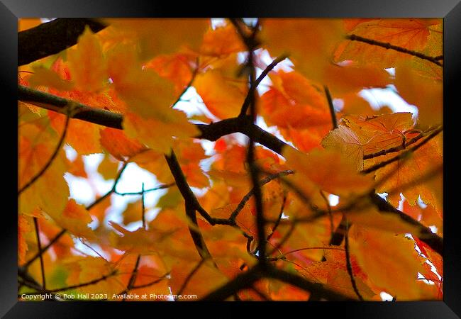 Zoomed in Autumn Framed Print by Bob Hall
