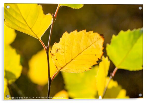 Yellow leaf Acrylic by Bob Hall