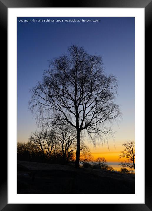 Birch Tree at Daybreak Framed Mounted Print by Taina Sohlman