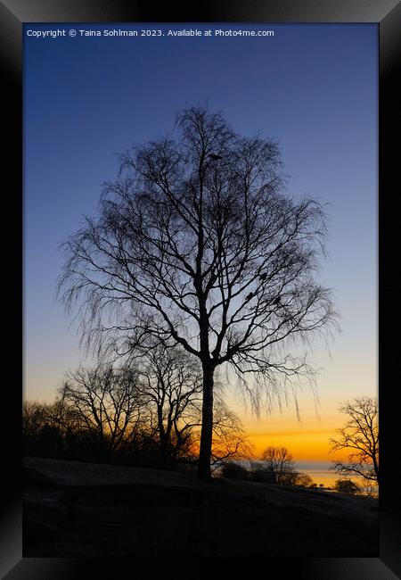Birch Tree at Daybreak Framed Print by Taina Sohlman