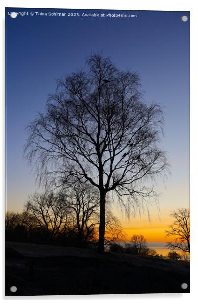 Birch Tree at Daybreak Acrylic by Taina Sohlman