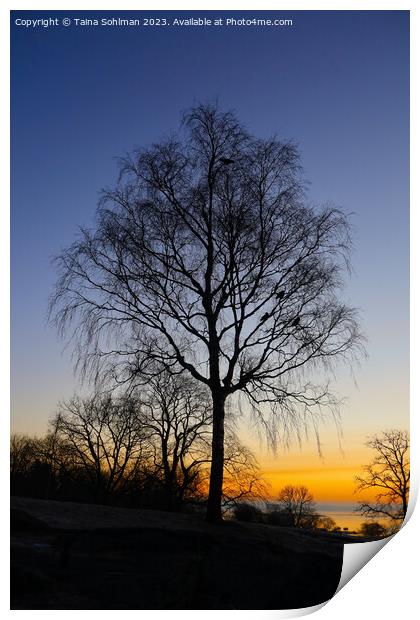Birch Tree at Daybreak Print by Taina Sohlman