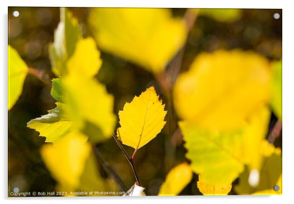 Golden leaf Acrylic by Bob Hall