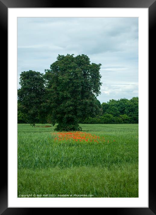 Apley woods with red poppies Framed Mounted Print by Bob Hall